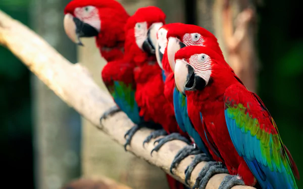 Four red-and-green macaw parrots (bird, Animal) perched in a row on a branch with vivid plumage — 4K Ultra HD PC desktop wallpaper background.