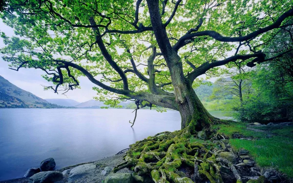 nature oak tree HD Desktop Wallpaper | Background Image