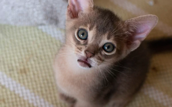 kitten abyssinian cat Animal cat HD Desktop Wallpaper | Background Image