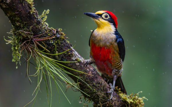 Animal Woodpecker Birds Woodpeckers Bird HD Wallpaper | Background Image