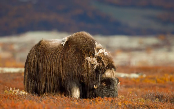 Animal muskox HD Desktop Wallpaper | Background Image