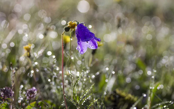 dew grass flower nature bellflower HD Desktop Wallpaper | Background Image