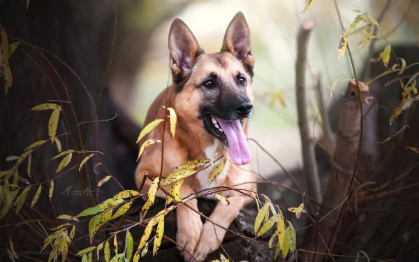Malinois dog Animal belgian shepherd HD Desktop Wallpaper | Background Image