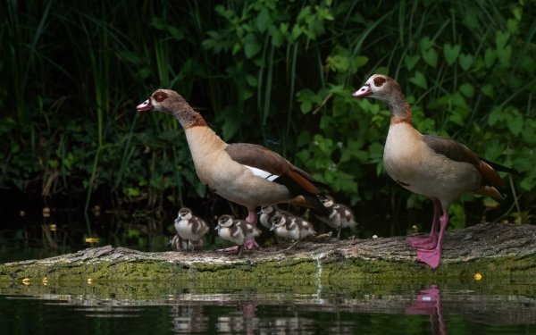 Animal Goose Birds Geese Bird Baby Animal HD Wallpaper | Background Image