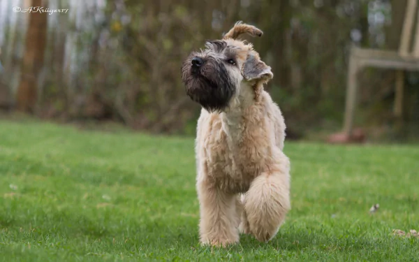  Irish soft-coated wheat Terrier