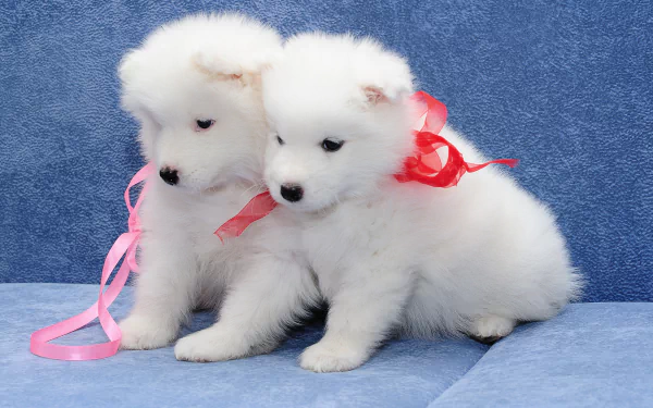puppy dog Animal samoyed HD Desktop Wallpaper | Background Image