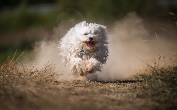 Animal Havana Bichon Dog Running HD Wallpaper | Background Image