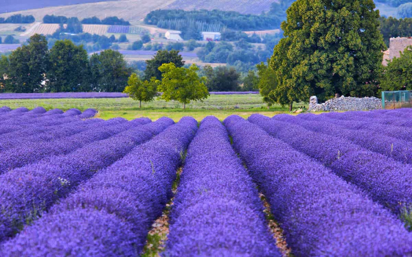 nature field provence France lavender HD Desktop Wallpaper | Background Image