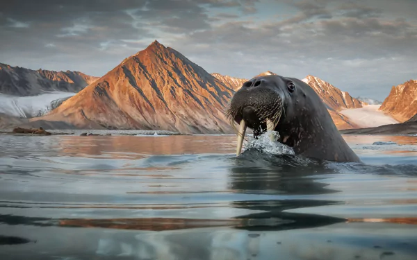 Animal walrus HD Desktop Wallpaper | Background Image