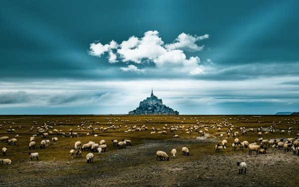 Religious Mont Saint-Michel Sheep France Sky Landscape HD Wallpaper | Background Image