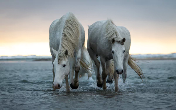 Two white horses walking through shallow water at sunset, captured in stunning 4K Ultra HD as a PC desktop wallpaper and background.