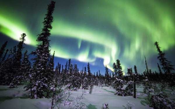 Earth Aurora Borealis Winter Forest Snow Spruce Alaska Denali National Park HD Wallpaper | Background Image