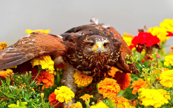 A majestic eagle with outstretched wings perched among vibrant marigold flowers, captured in this HD PC desktop wallpaper and background.