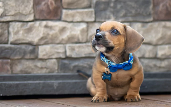 baby animal collar dog Animal puppy HD Desktop Wallpaper | Background Image