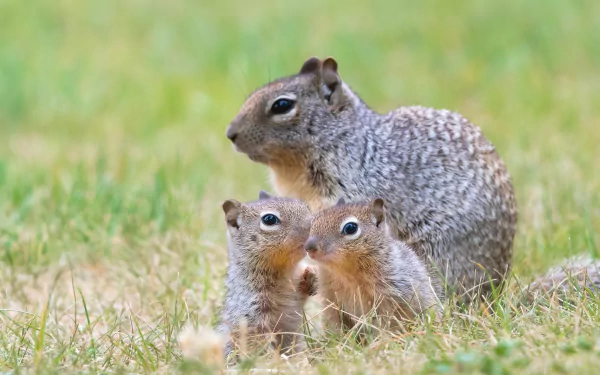 HD desktop wallpaper featuring a baby gopher rodent with two smaller gopher pups on green grass.