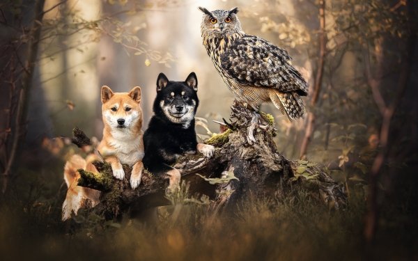 Animal Cute Dog Owl Bird Stump Akita HD Wallpaper | Background Image