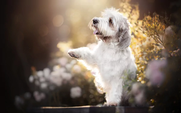 depth of field paw Animal dog HD Desktop Wallpaper | Background Image