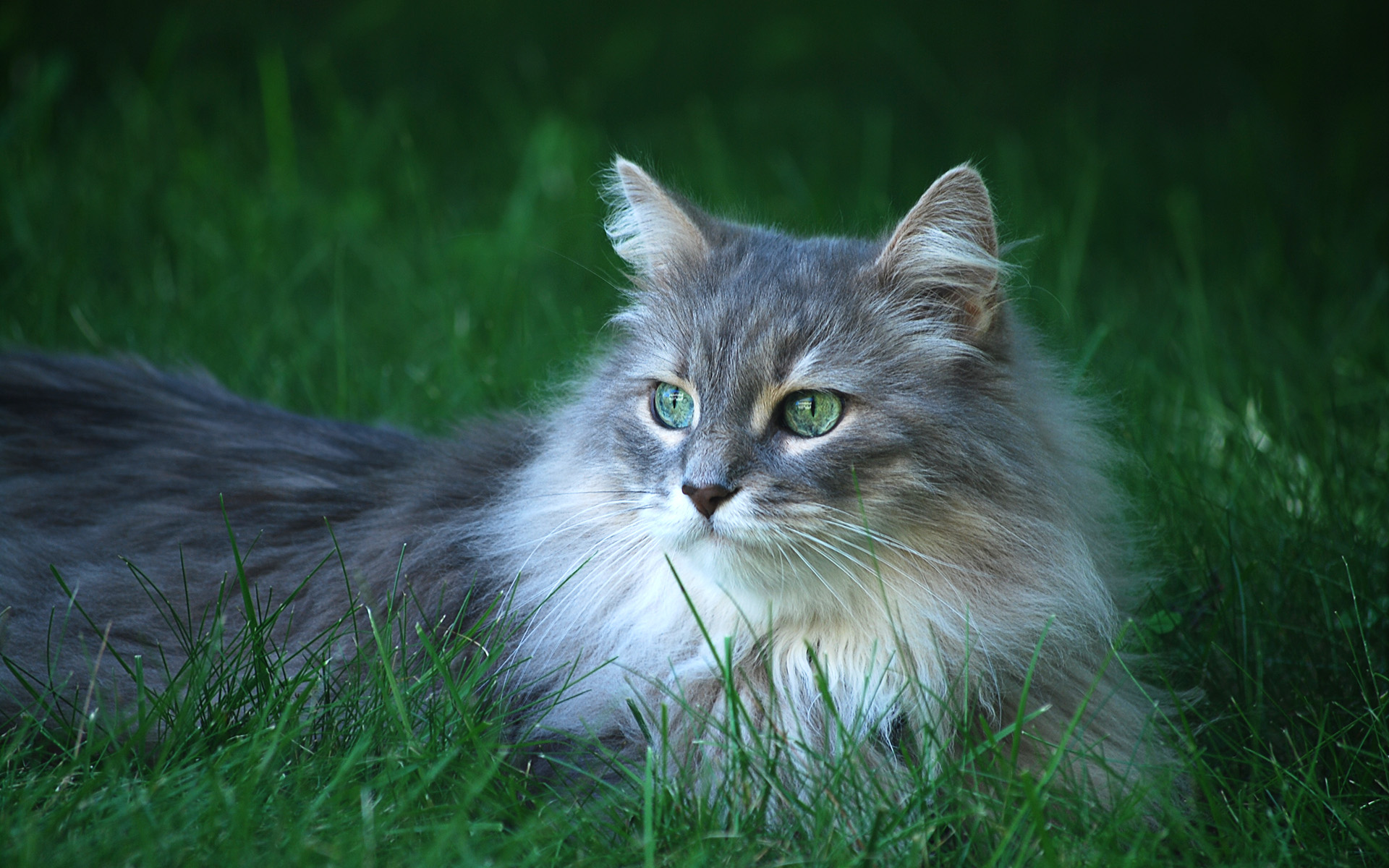Fluffy cat with captivating green eyes - a beautiful animal captured in a desktop wallpaper.
