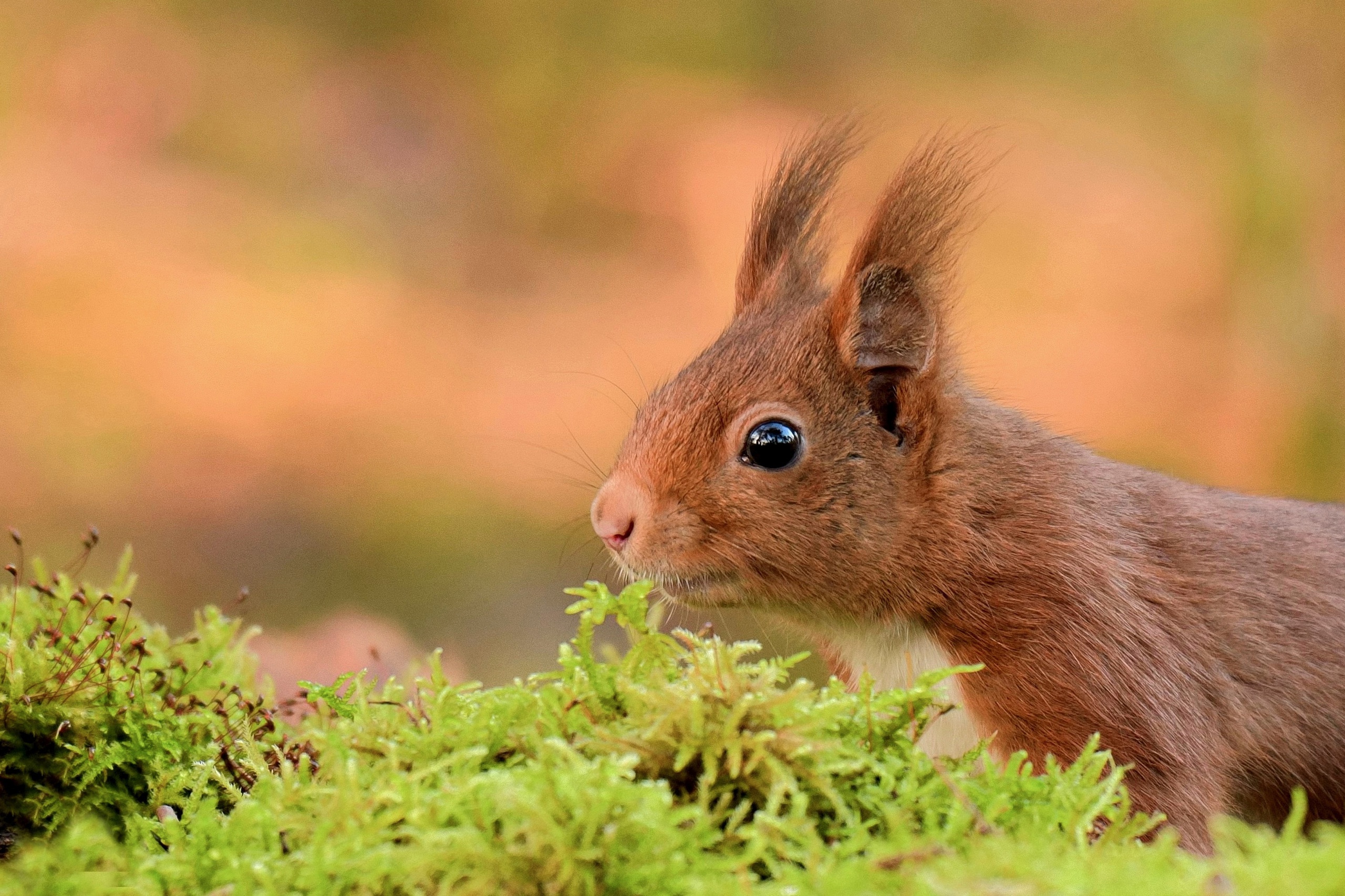 Animal Squirrel HD Wallpaper