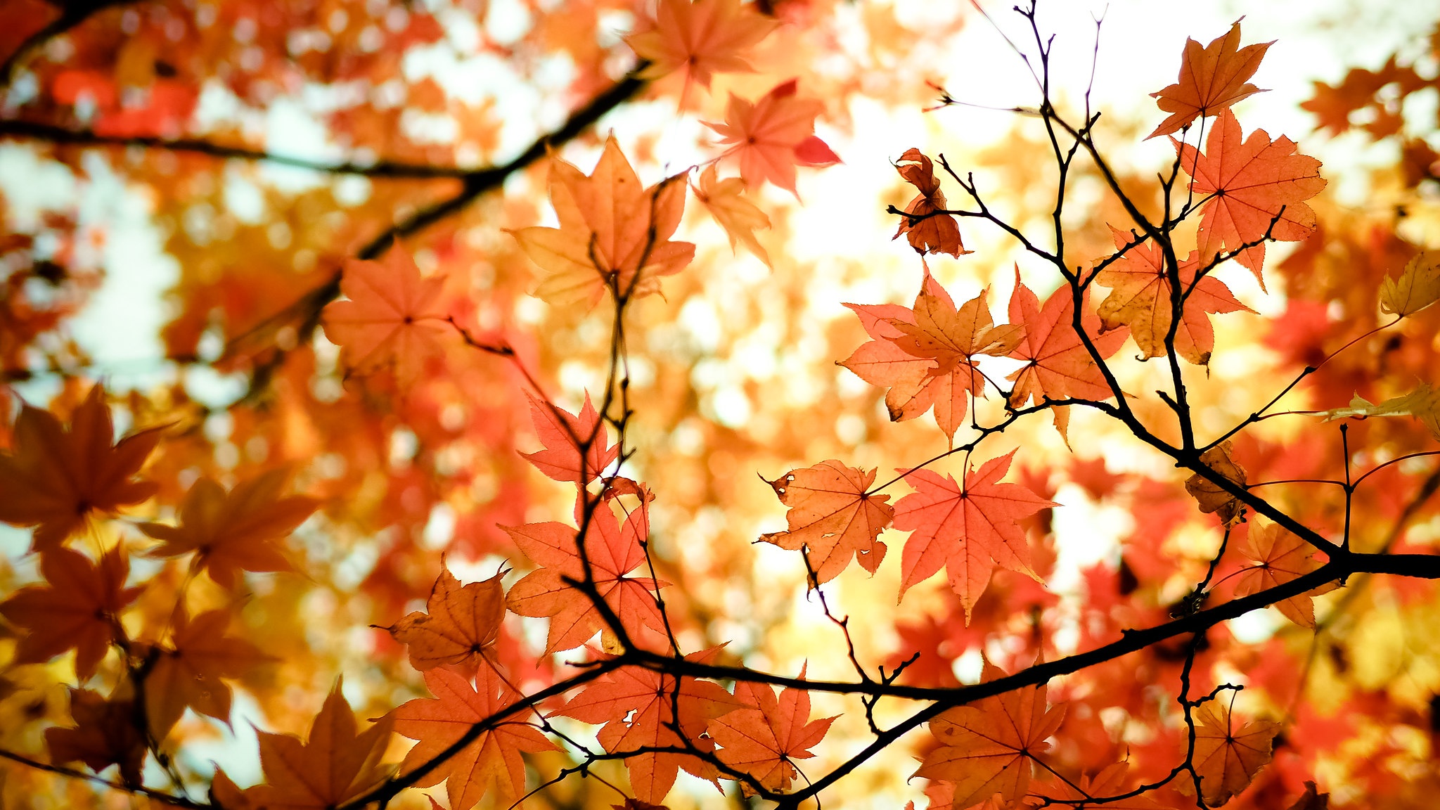 Maple Leaf Wallpaper Fallen Maple Leaves Autumn 4K Wallpaper Maple Leaf Wallpaper Fallen Maple Leaves Autumn 4K Wallpaper