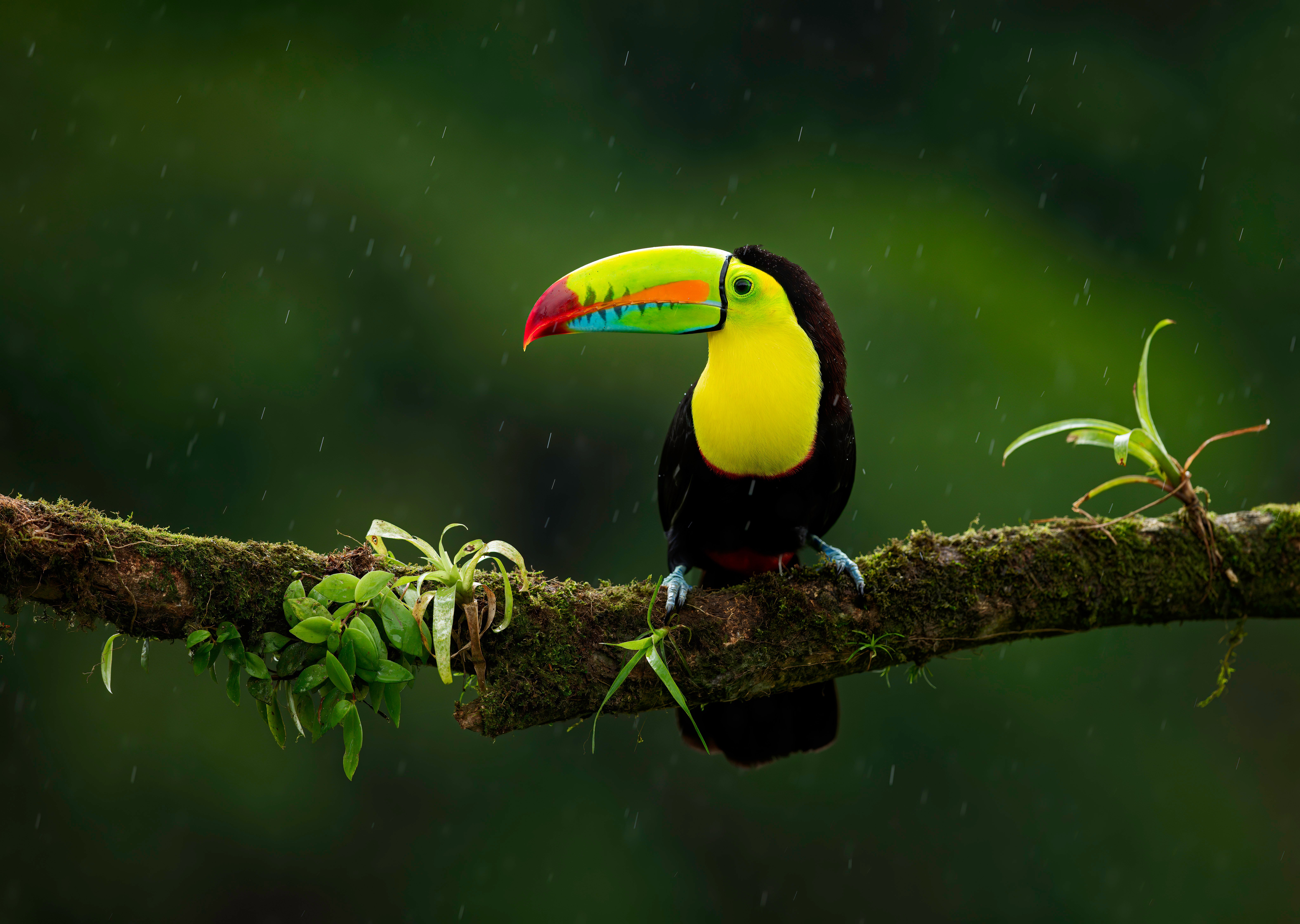 Toucan Photos Download The BEST Free Toucan Stock Photos  HD Images