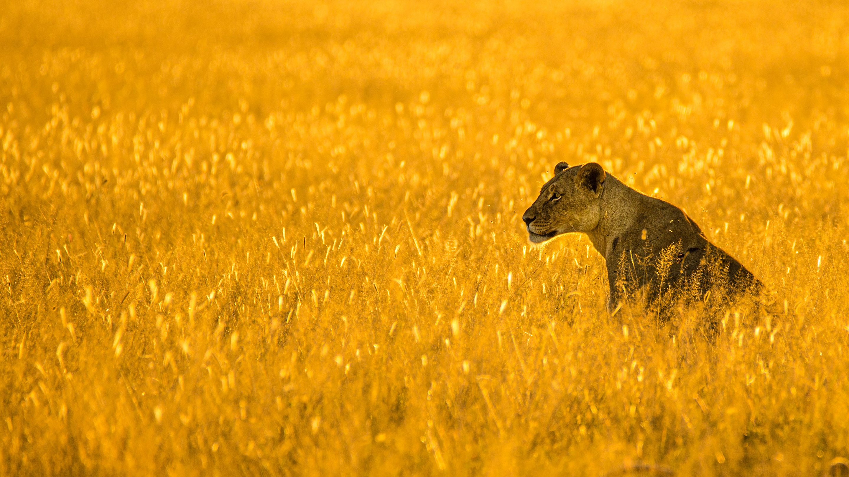 Animal Lion HD Wallpaper | Background Image