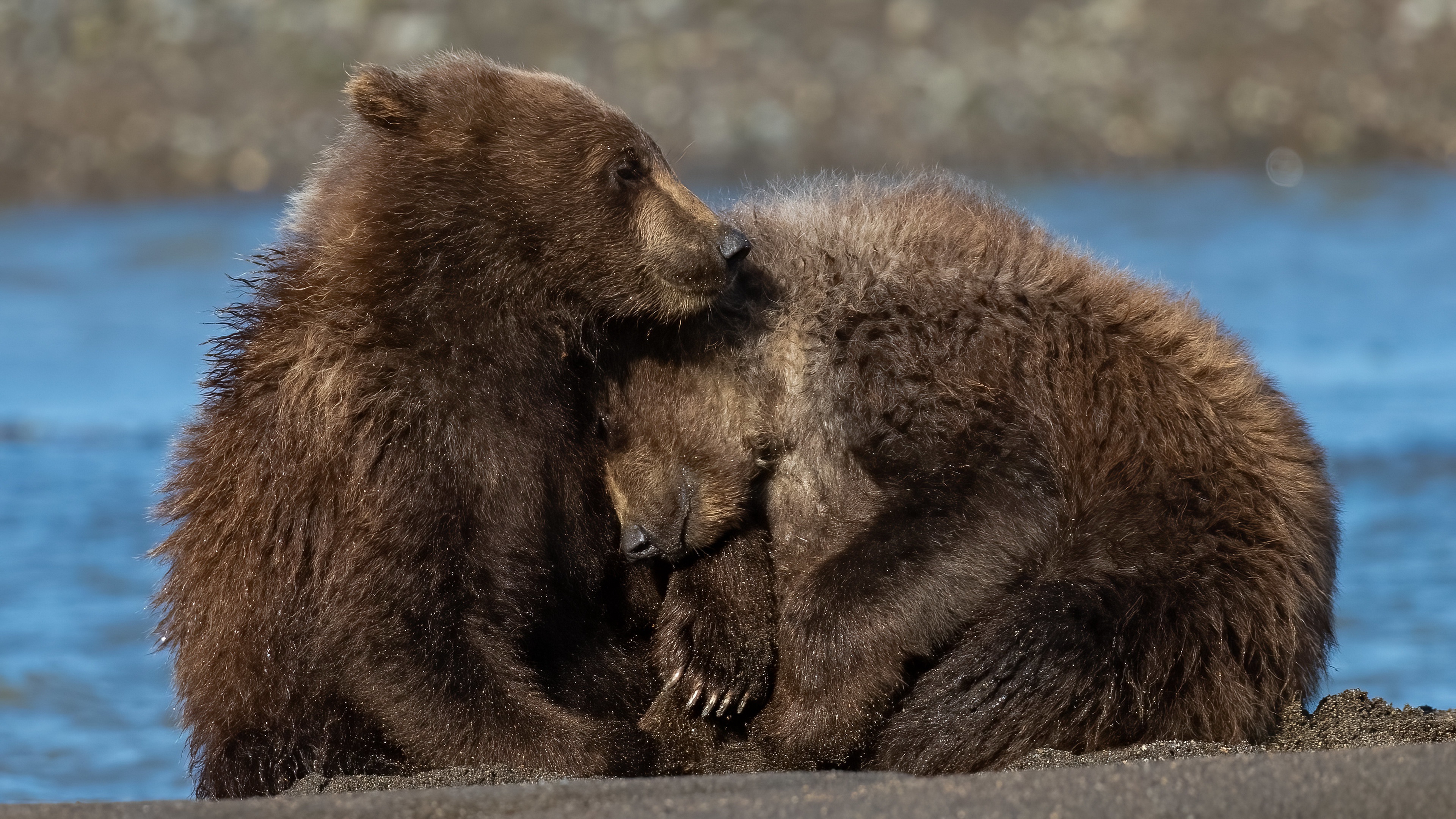 Медведь пожалуйста. Медведь Гризли. Кодиак медведь. Медведь Гризли обои на рабочий стол. Лапы медведя.