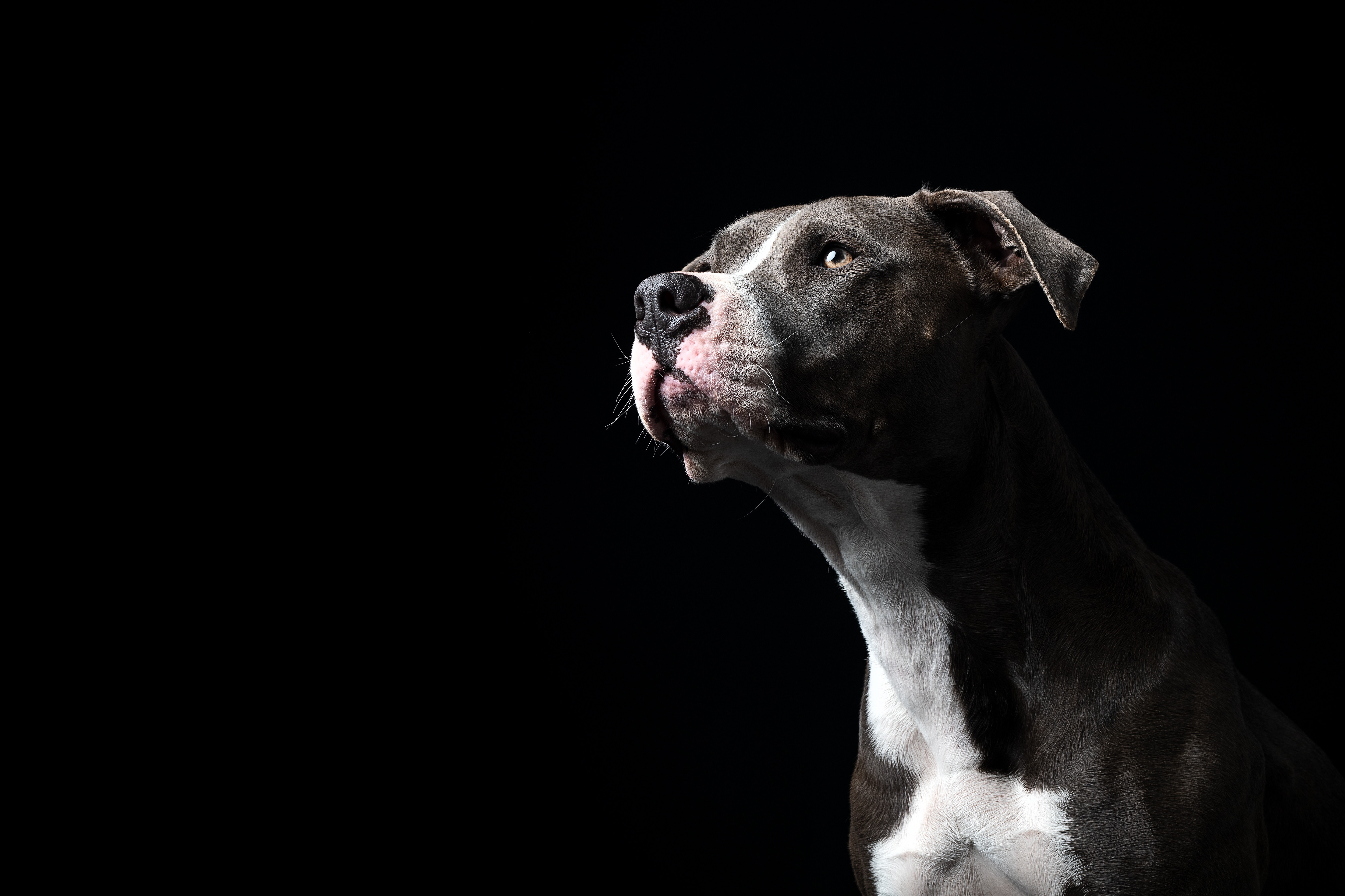 Animal Bull Terrier HD Wallpaper | Background Image