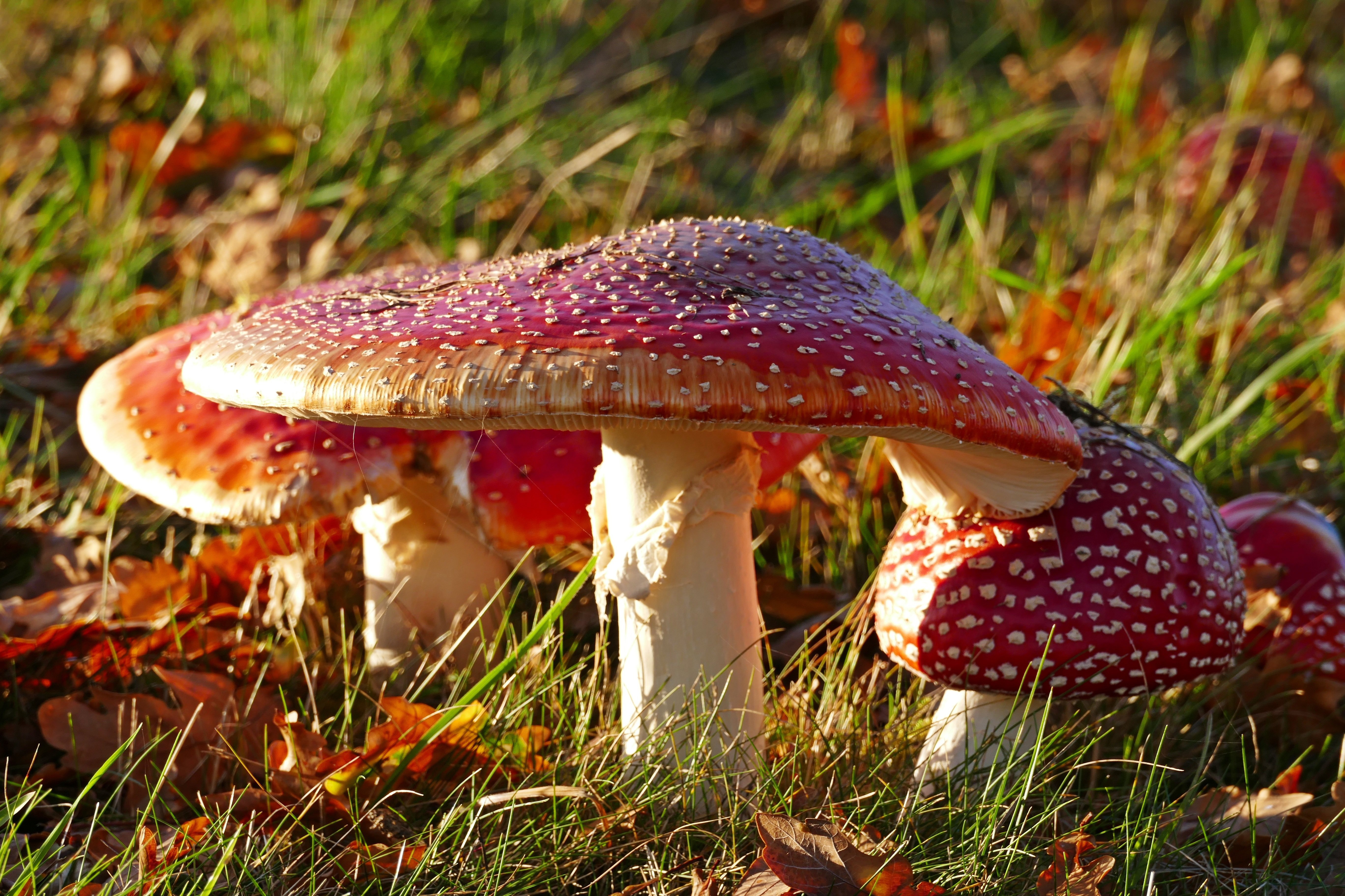 Nature Mushroom HD Wallpaper | Background Image