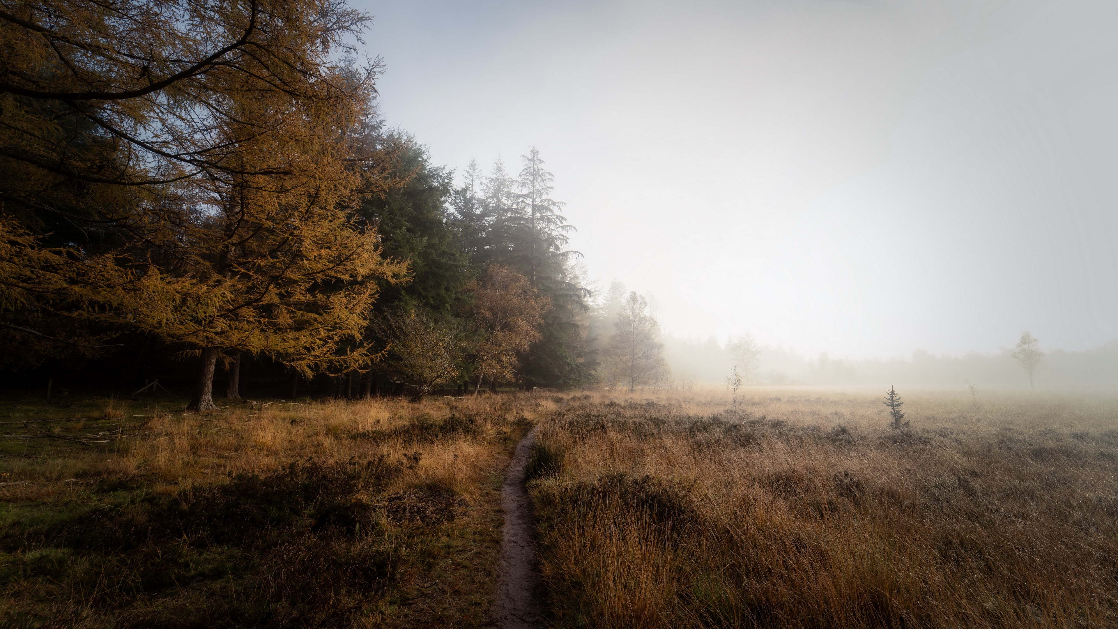 Download Path Fall Field Nature Fog 4k Ultra HD Wallpaper