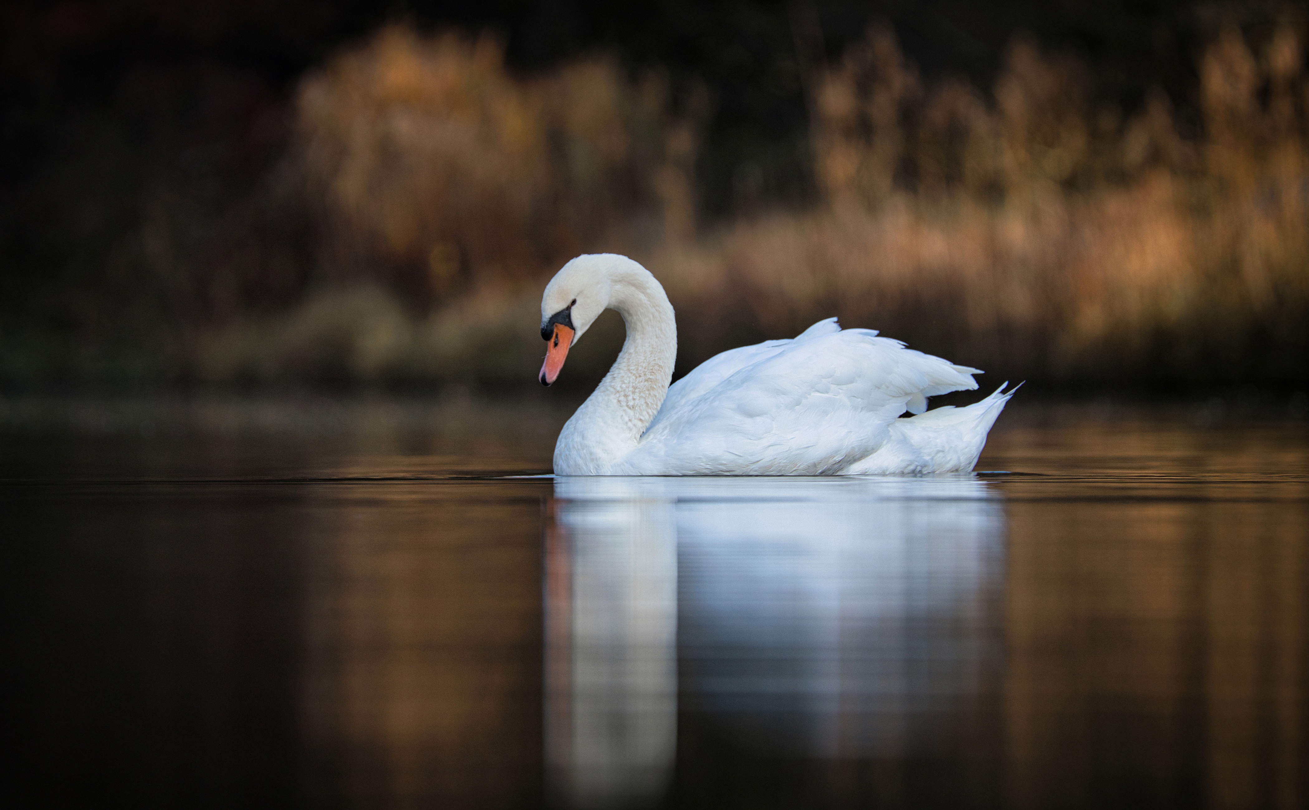 Mute swan 4k Ultra HD Wallpaper | Background Image | 4200x2598 | ID