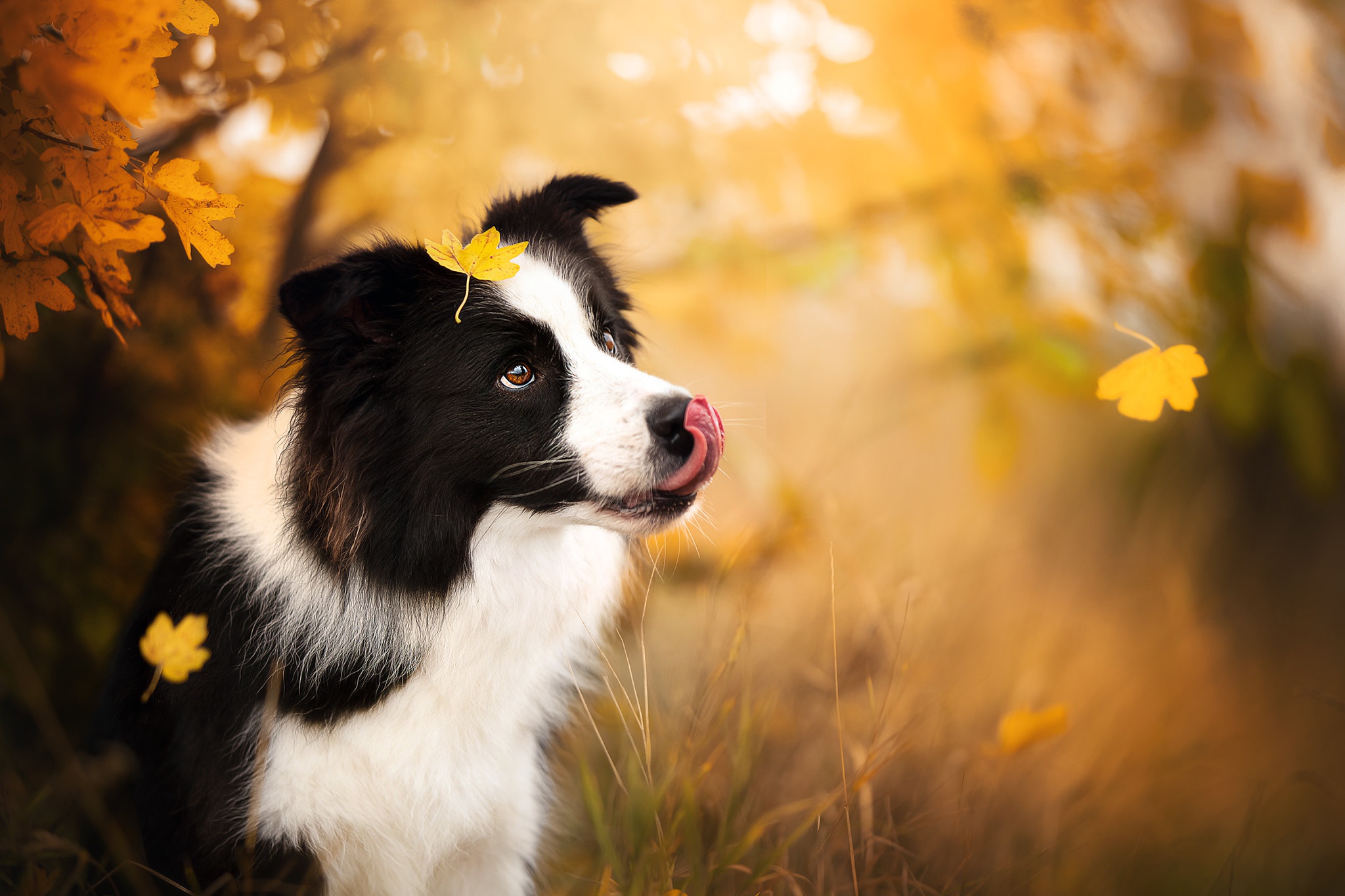 边境牧羊犬高清壁纸 桌面背景 48x1365