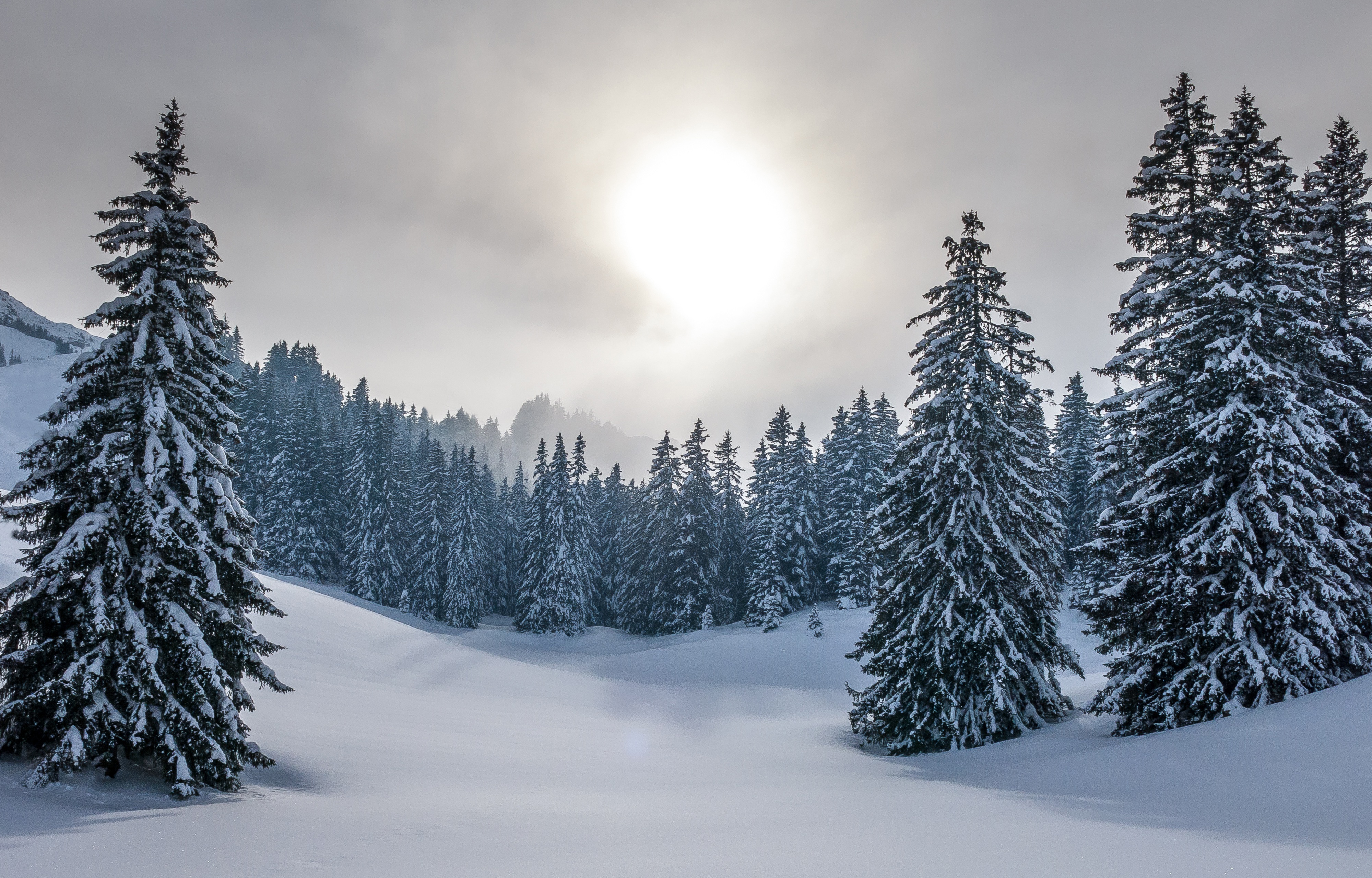 Download Fir Tree Nature Snow Sun Sky Forest Winter 4k Ultra HD Wallpaper