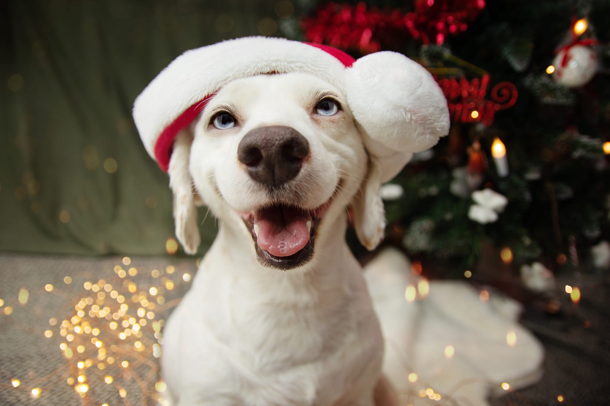 Download Santa Hat Baby Animal Puppy Dog Animal Labrador Retriever HD ...