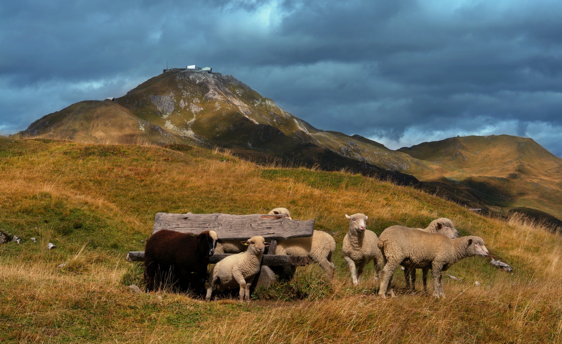 Animal Sheep HD Wallpaper | Background Image