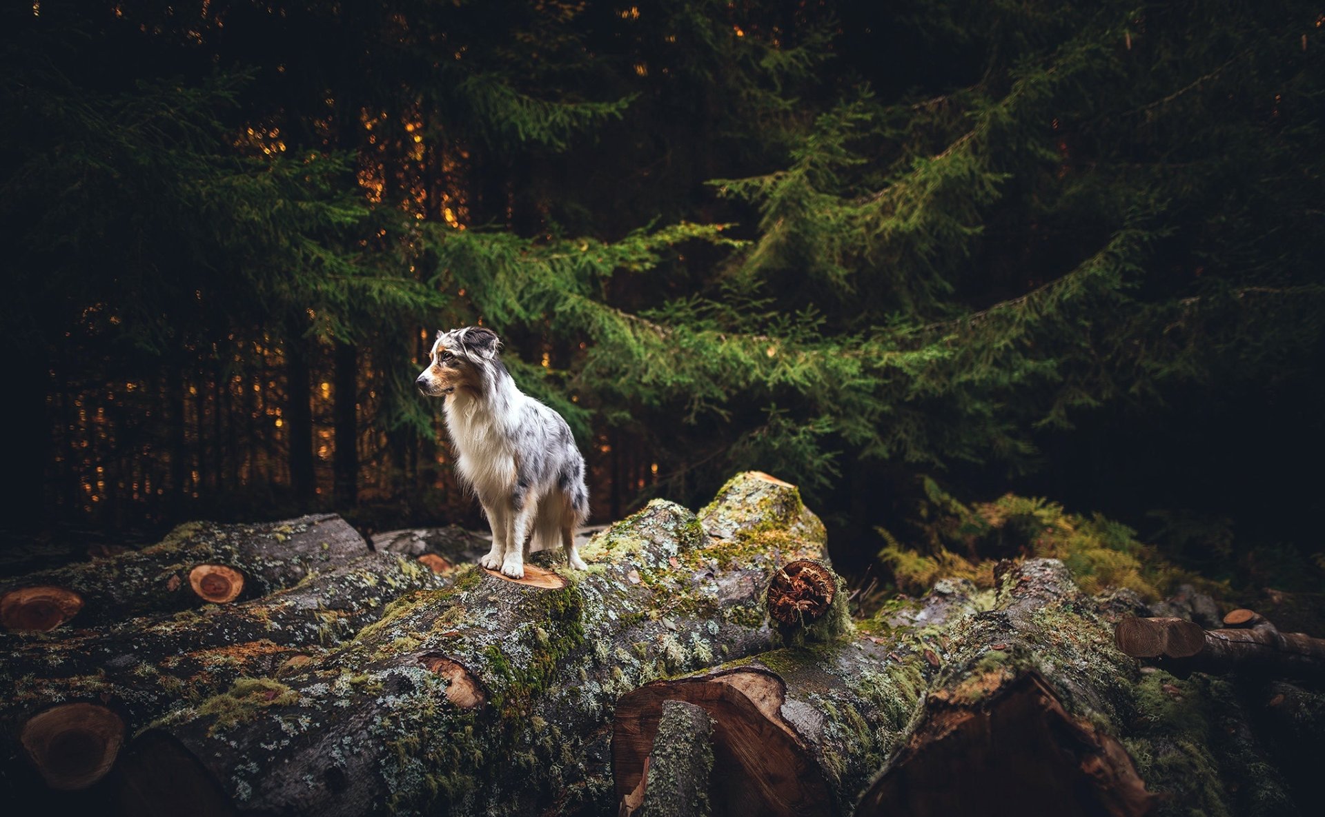 Animal Border Collie HD Wallpaper