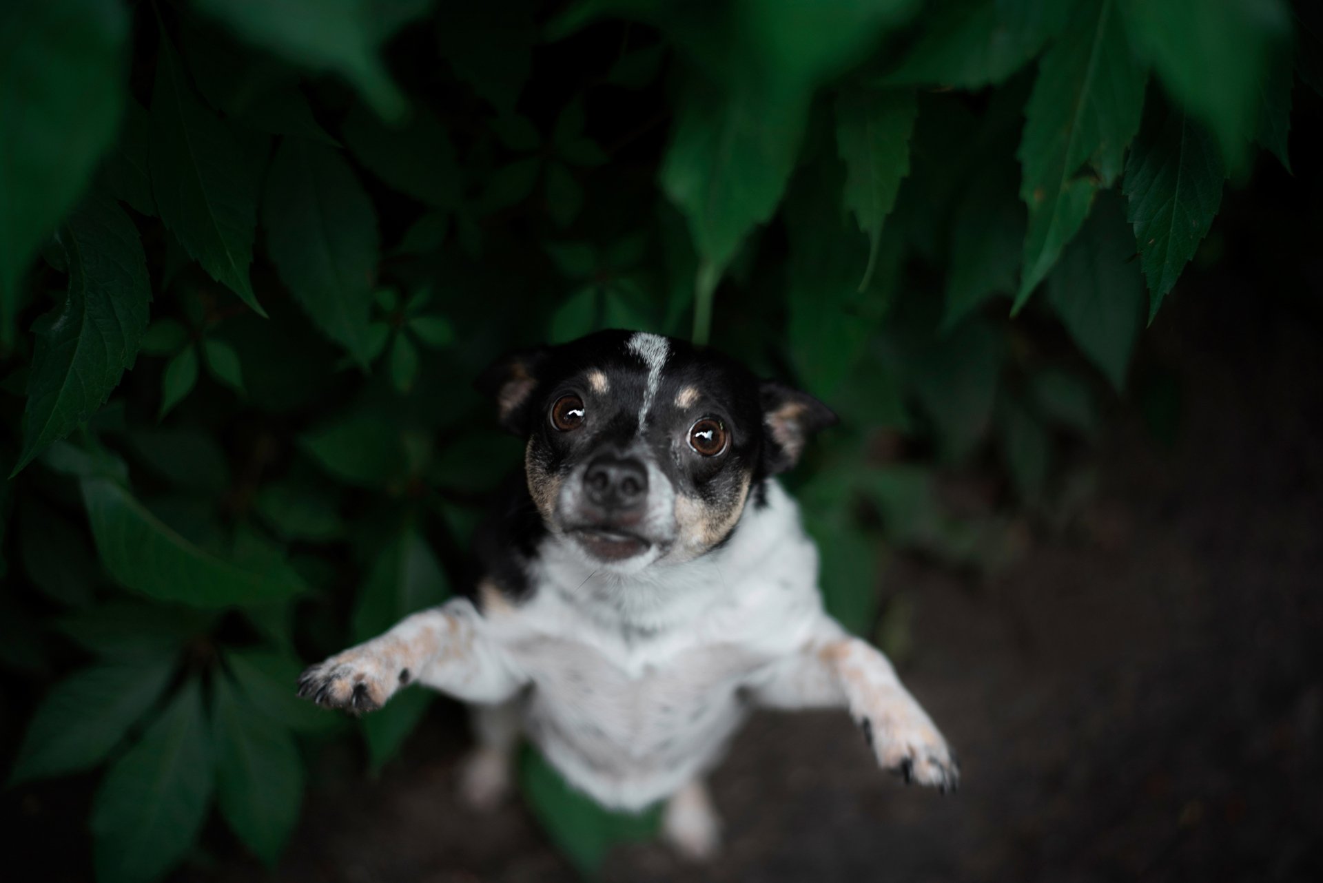 Download Dog Animal Chihuahua 4k Ultra HD Wallpaper