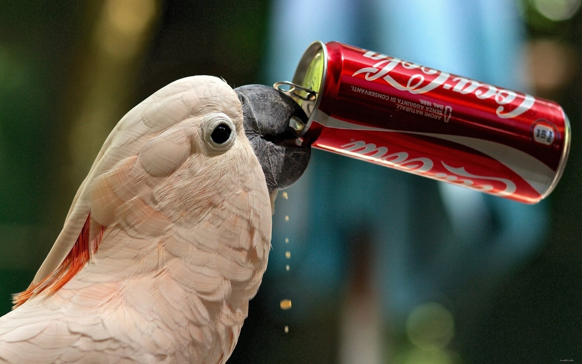 Download Bird Coca Cola Parrot Animal Salmon-crested Cockatoo HD Wallpaper