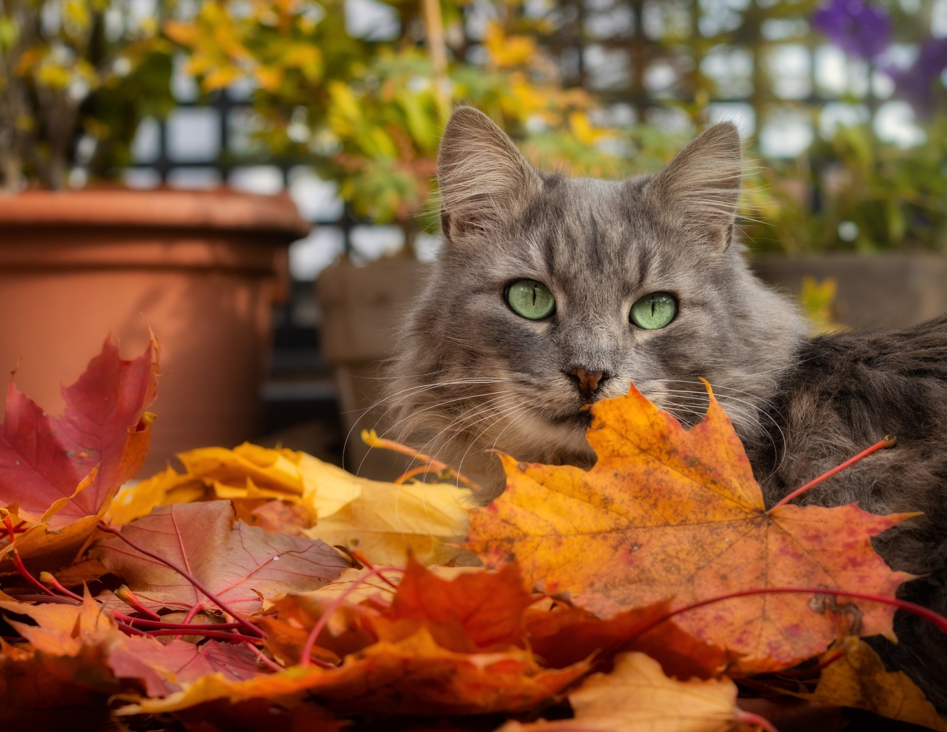 Download Leaf Animal Cat 4k Ultra HD Wallpaper