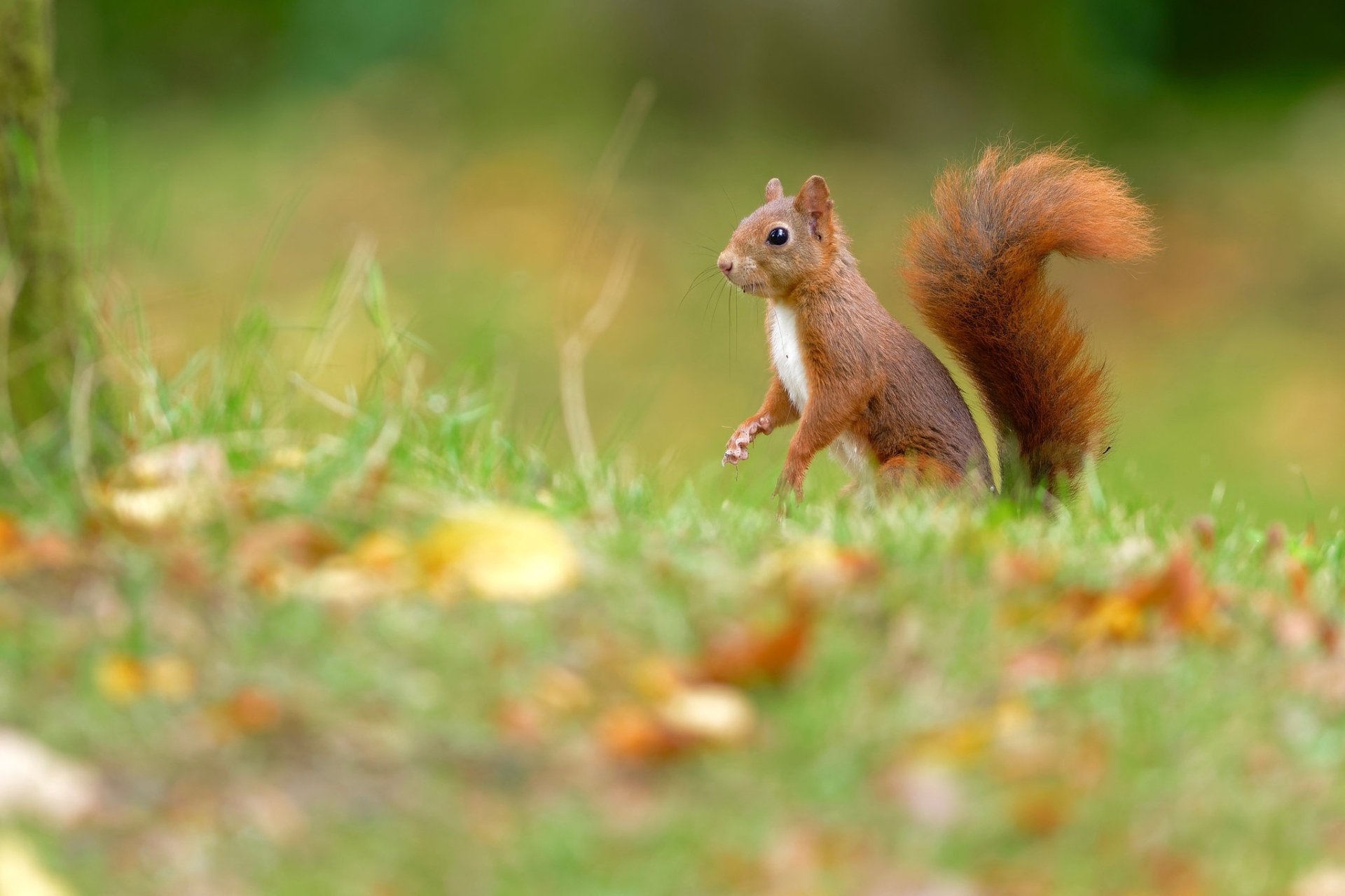 Download Rodent Animal Squirrel HD Wallpaper