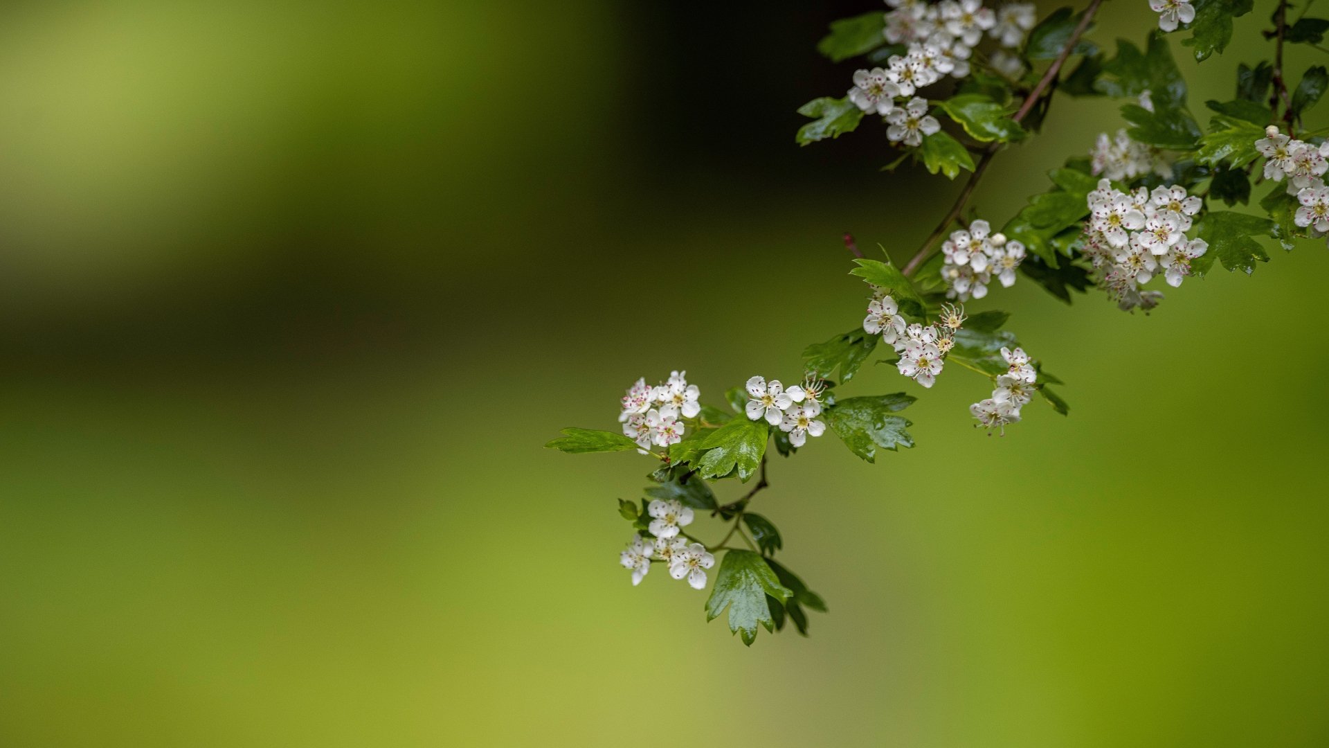 Download Flower Branch Nature Blossom 4k Ultra HD Wallpaper