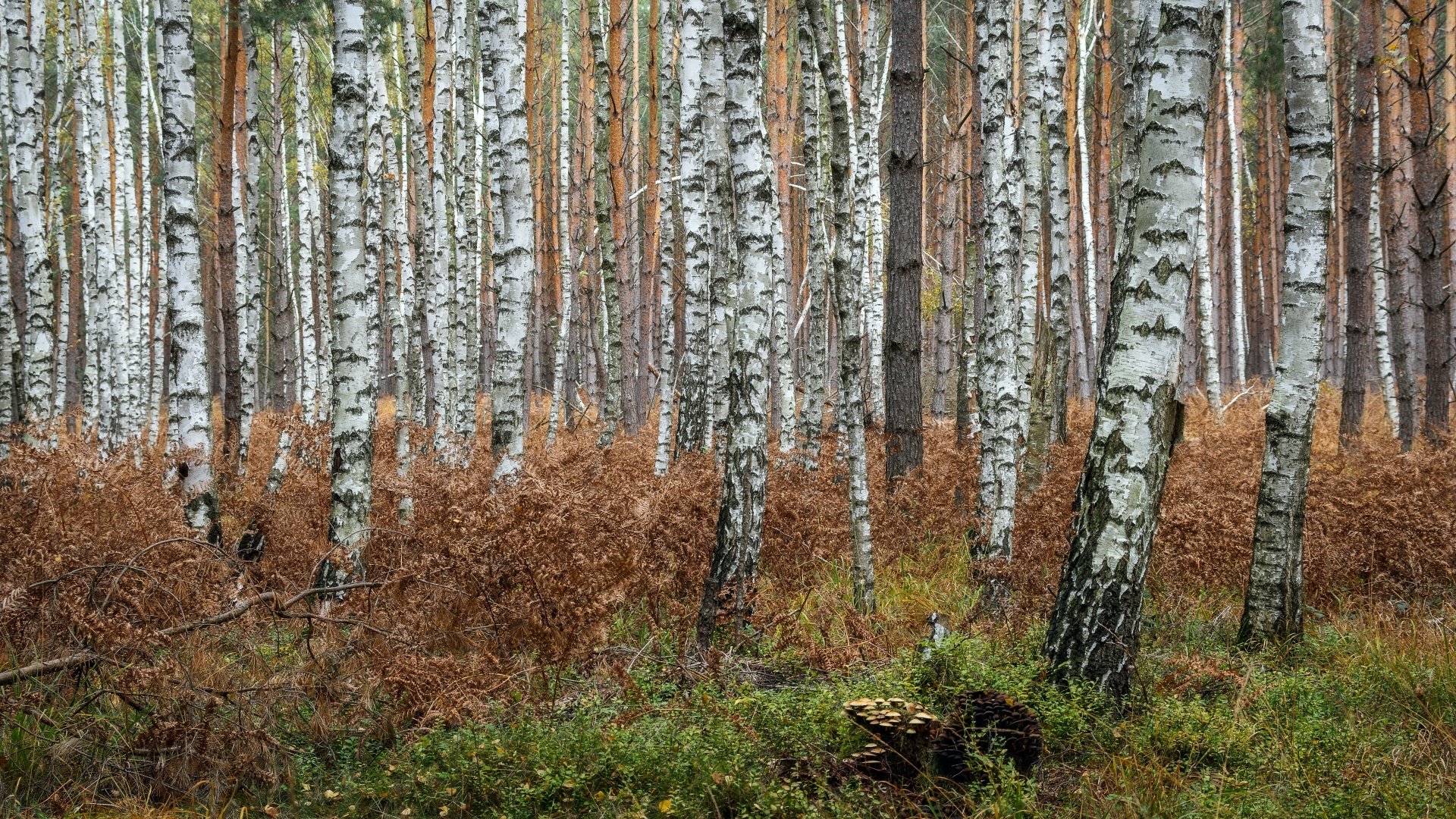 Download Trunk Fall Nature Birch 4k Ultra HD Wallpaper
