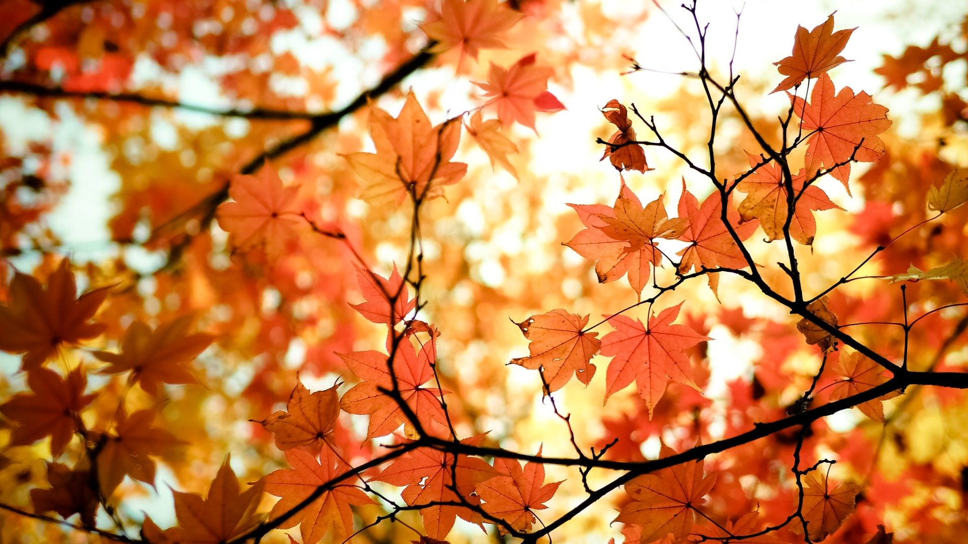 Download Maple Leaf Nature Fall Leaf HD Wallpaper