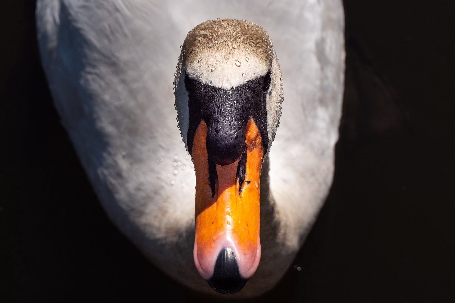 Animal Mute swan 4k Ultra HD Wallpaper