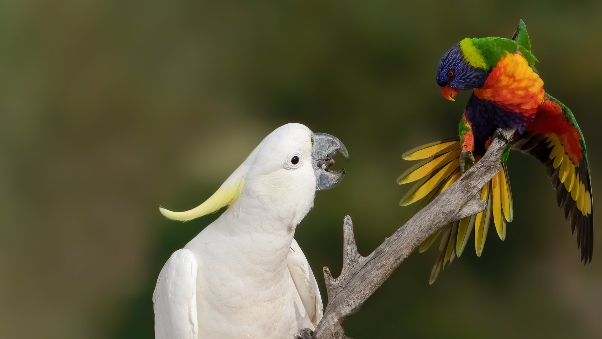 HD PC desktop wallpaper of an animal: a white Sulphur-crested cockatoo and a colorful rainbow lorikeet perched on a branch, two parrots in close interaction.