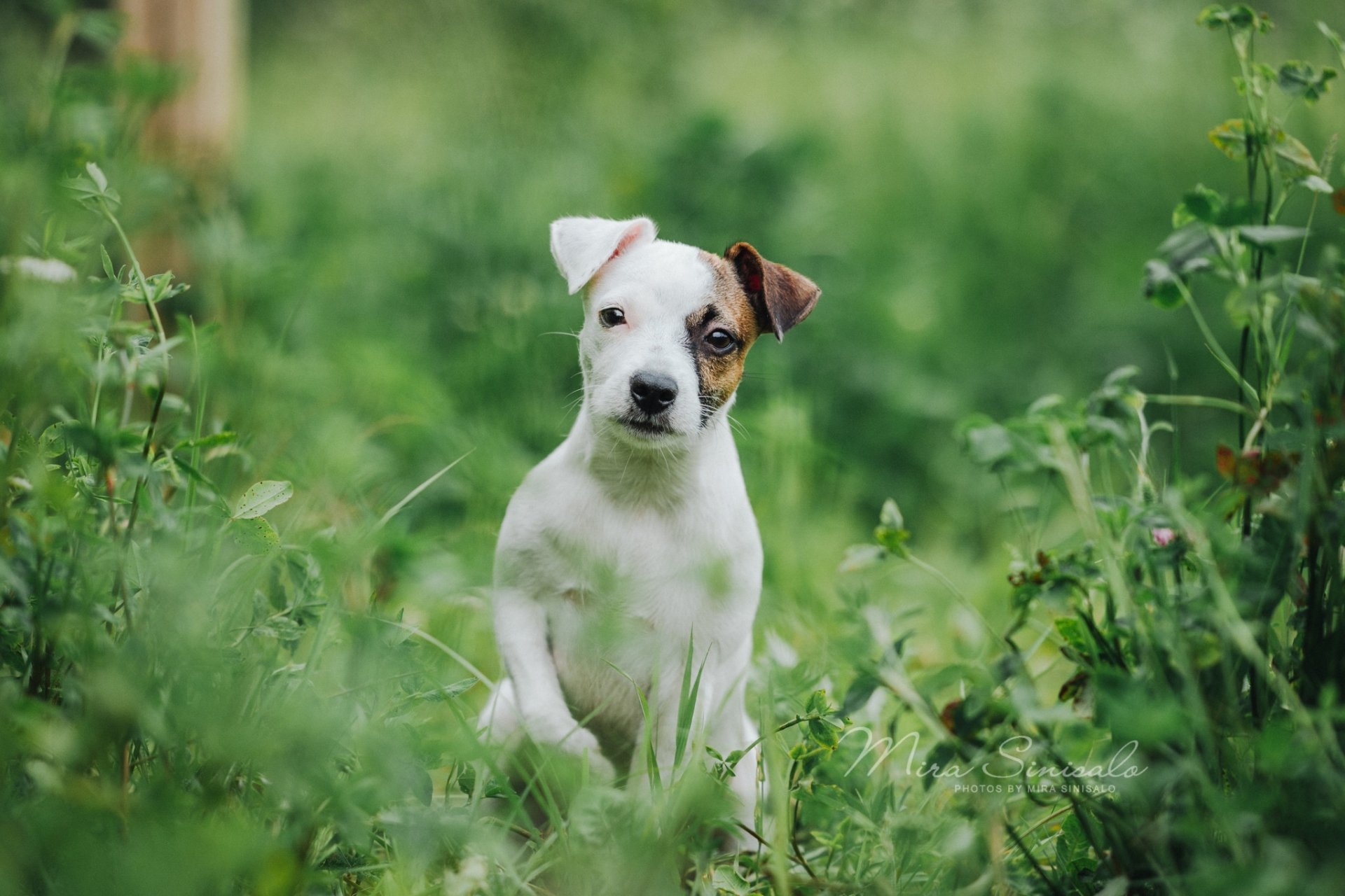 Download Dog Animal Jack Russell Terrier HD Wallpaper