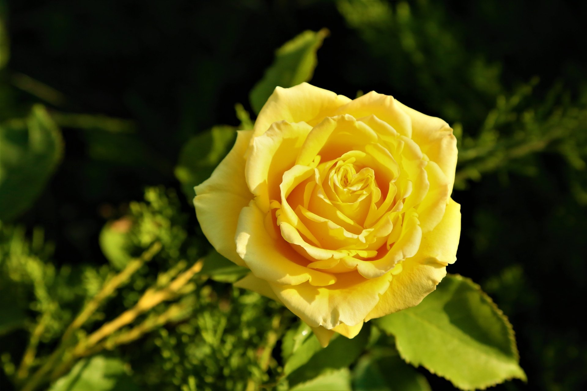 Download Yellow Flower Yellow Rose Flower Nature Rose 4k Ultra HD Wallpaper
