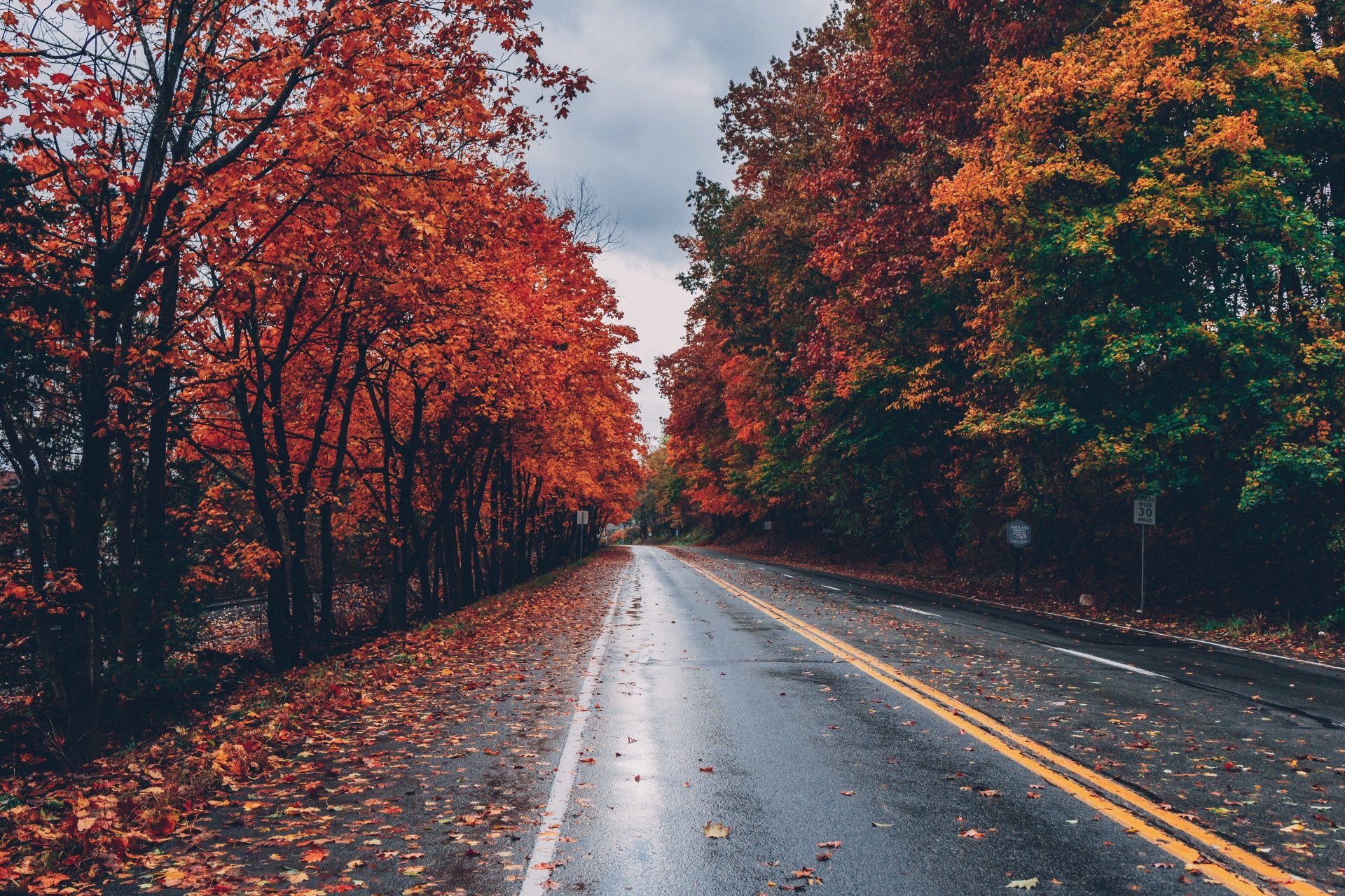 Download Nature Fall Tree Man Made Road 4k Ultra HD Wallpaper ...