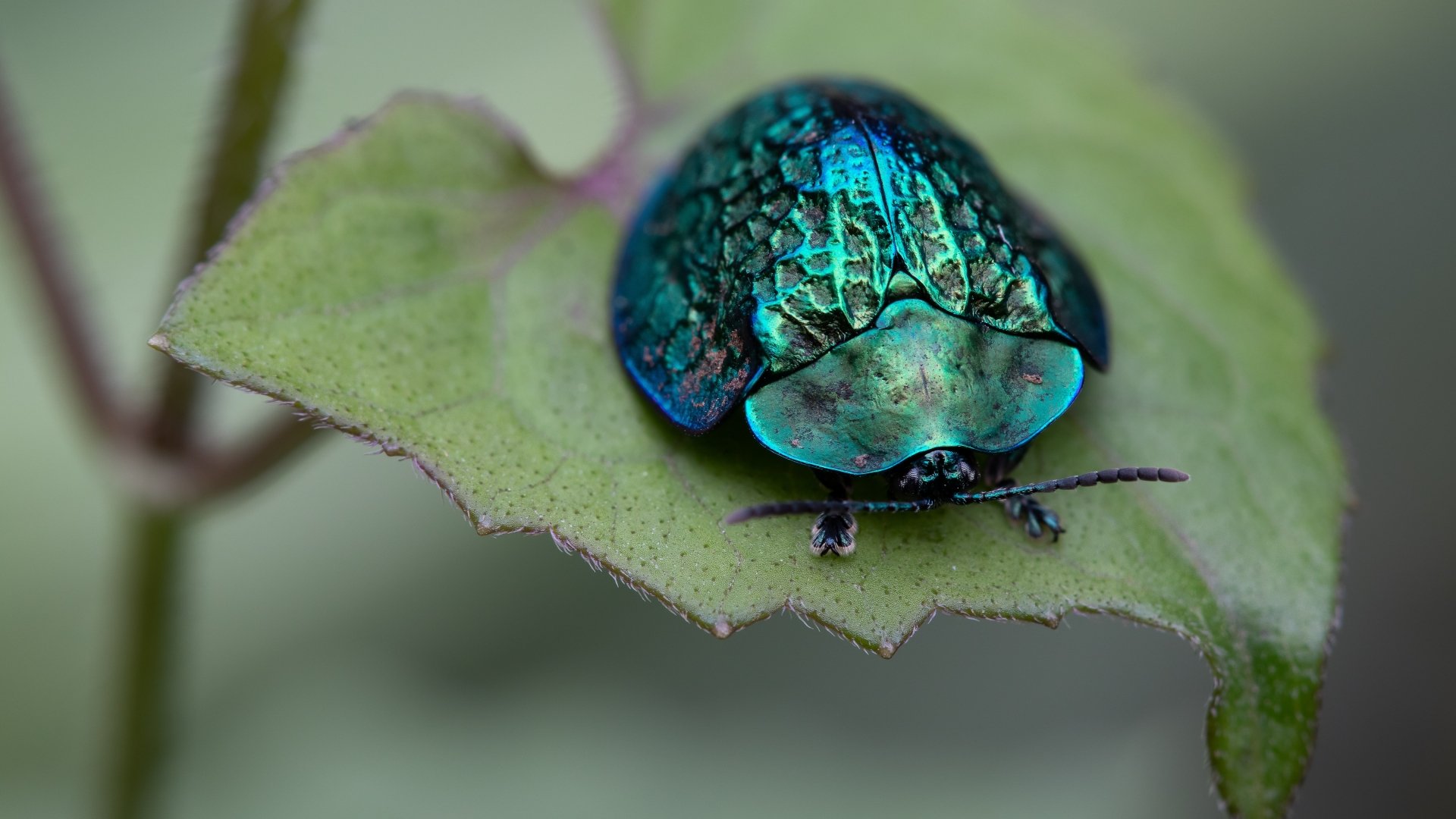 Close-up macro shot of a vibrant blue beetle resting on a green leaf, captured in stunning 4K Ultra HD quality as a detailed PC desktop wallpaper.