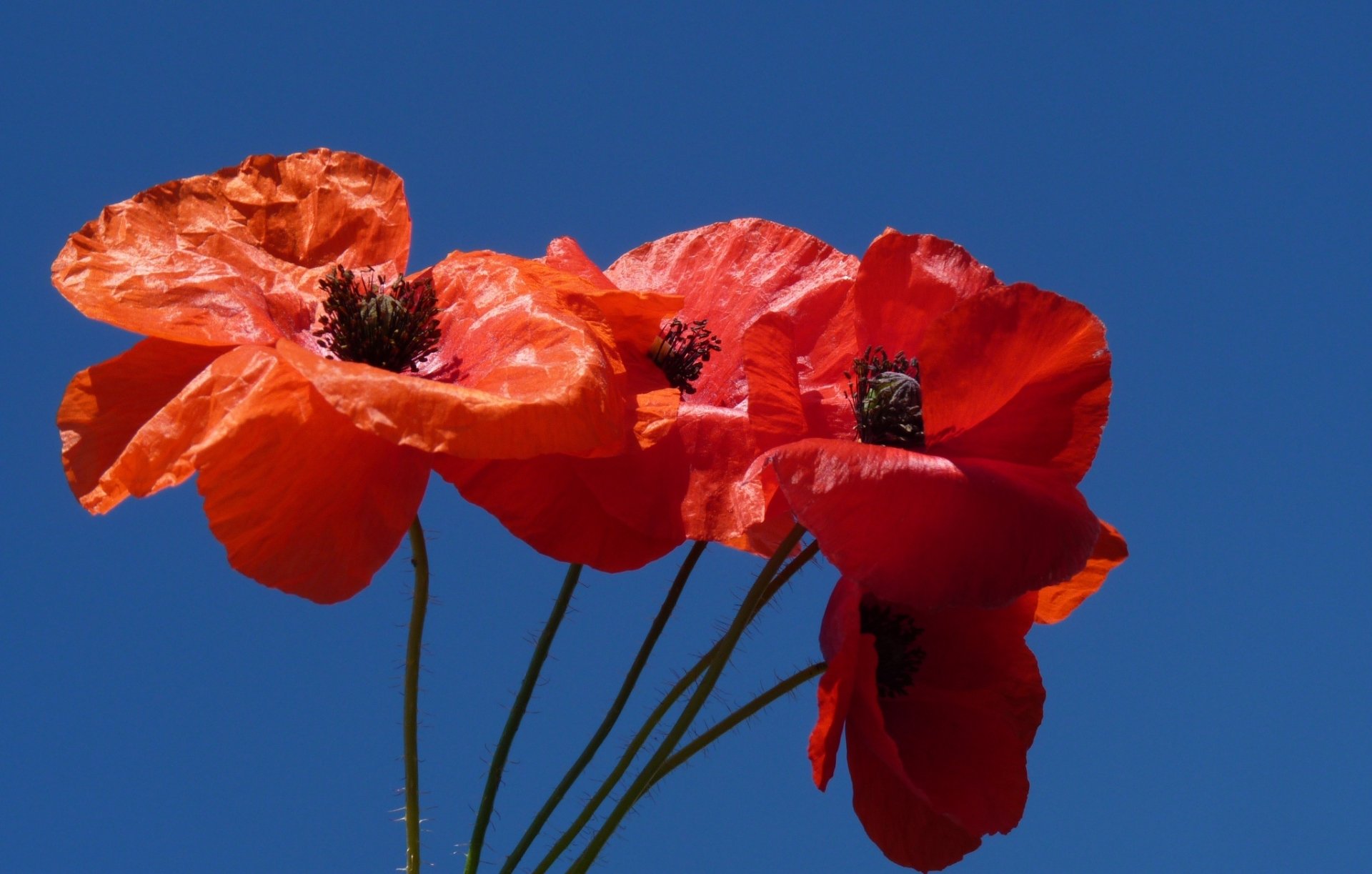 Download Flower Petal Macro Nature Poppy HD Wallpaper | 2048x1305 ...
